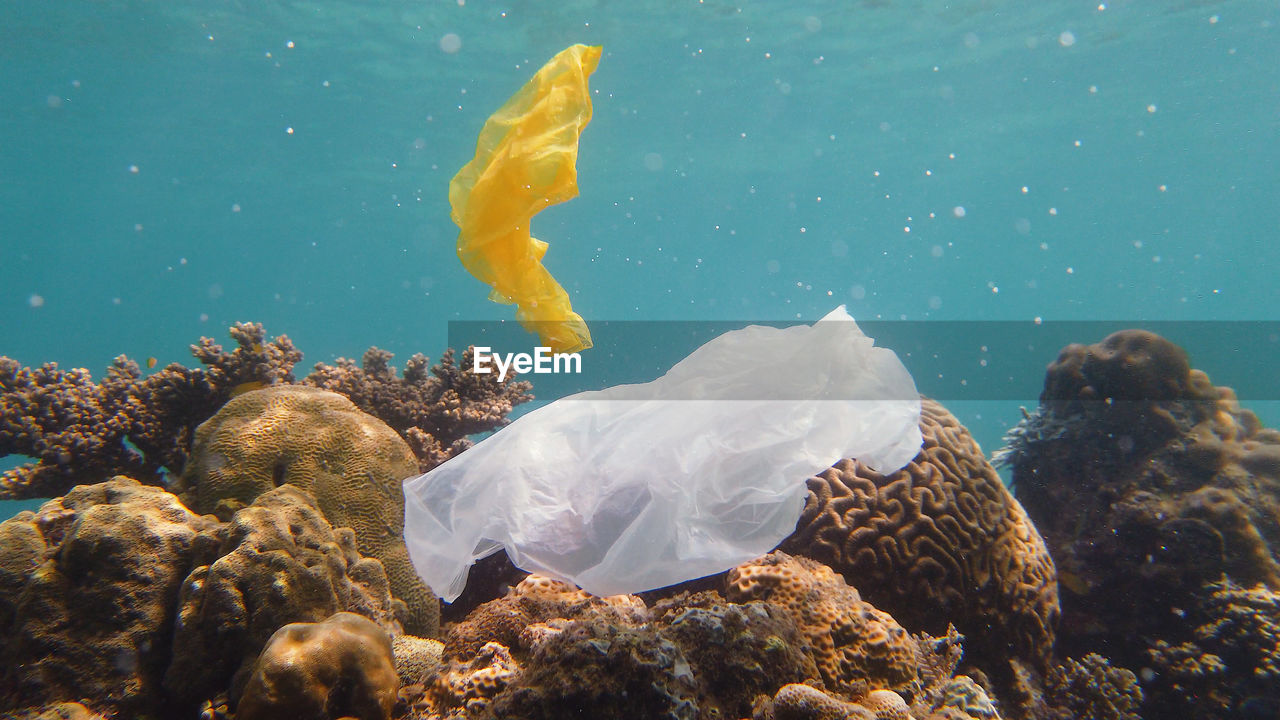 Coral reef polluted with plastic bag.