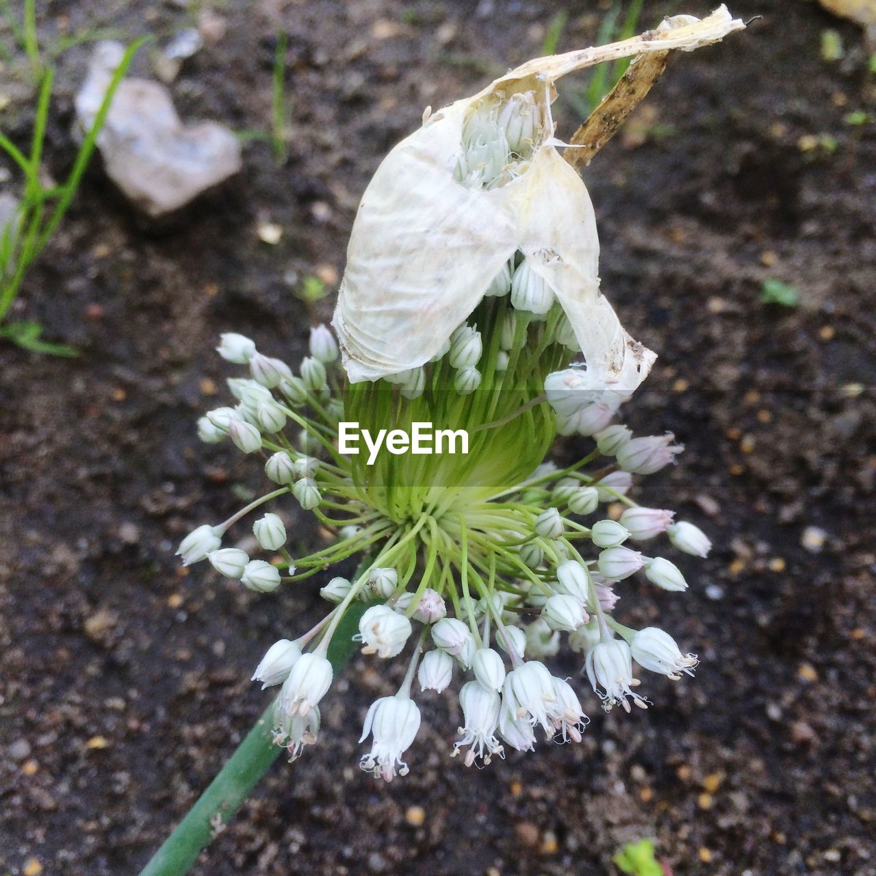 Close-up of allium flower growing on field