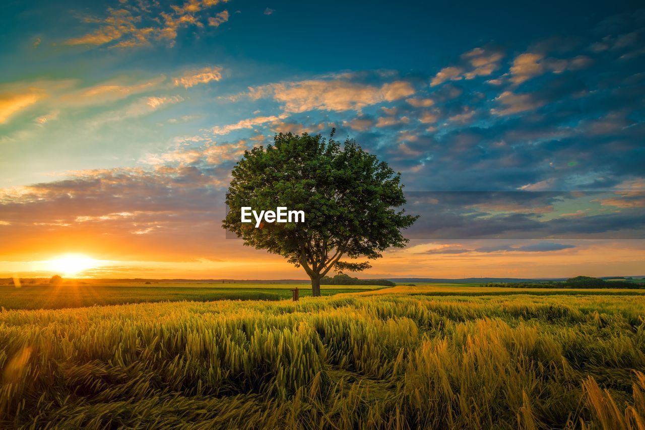 trees on field against sky during sunset