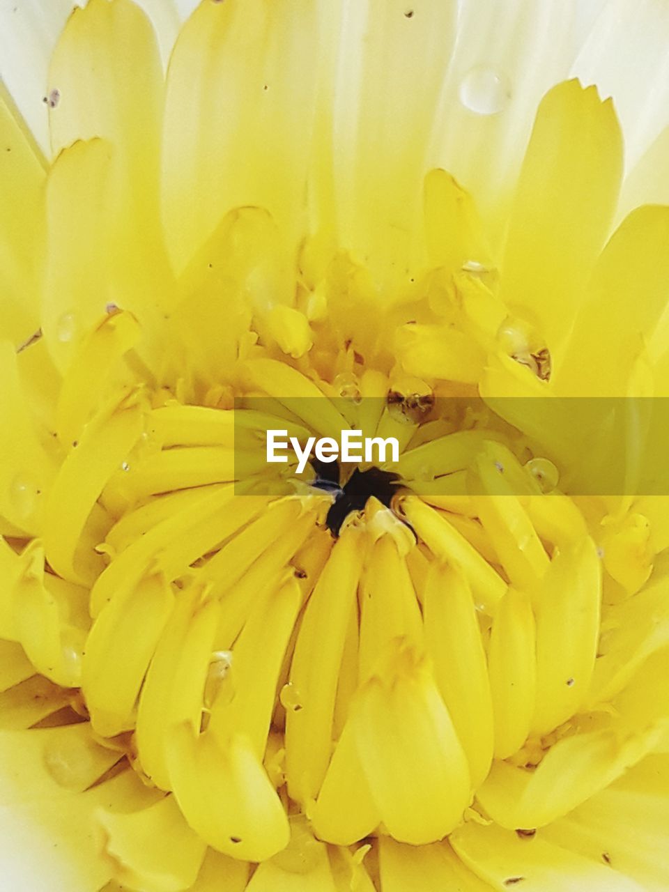 FULL FRAME SHOT OF YELLOW FLOWER