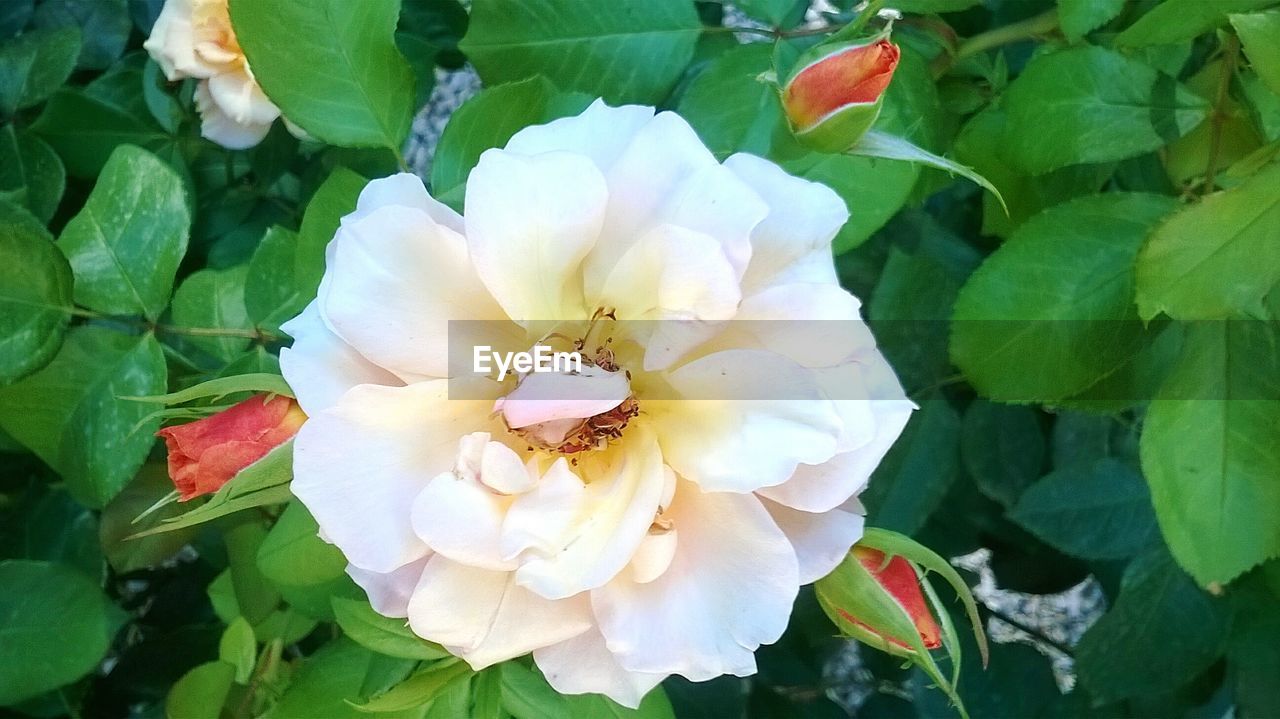 Close-up of flower