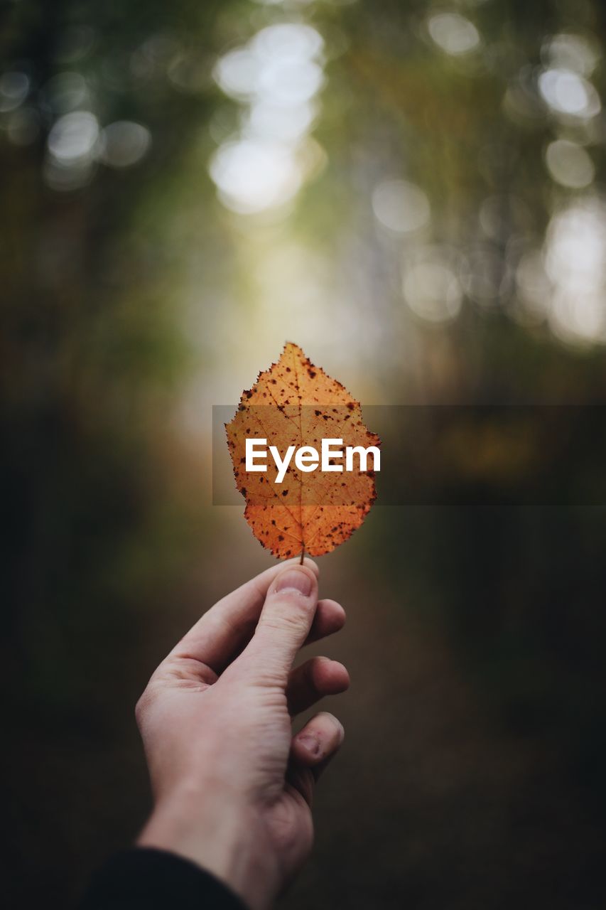 Cropped hand holding autumn leaf