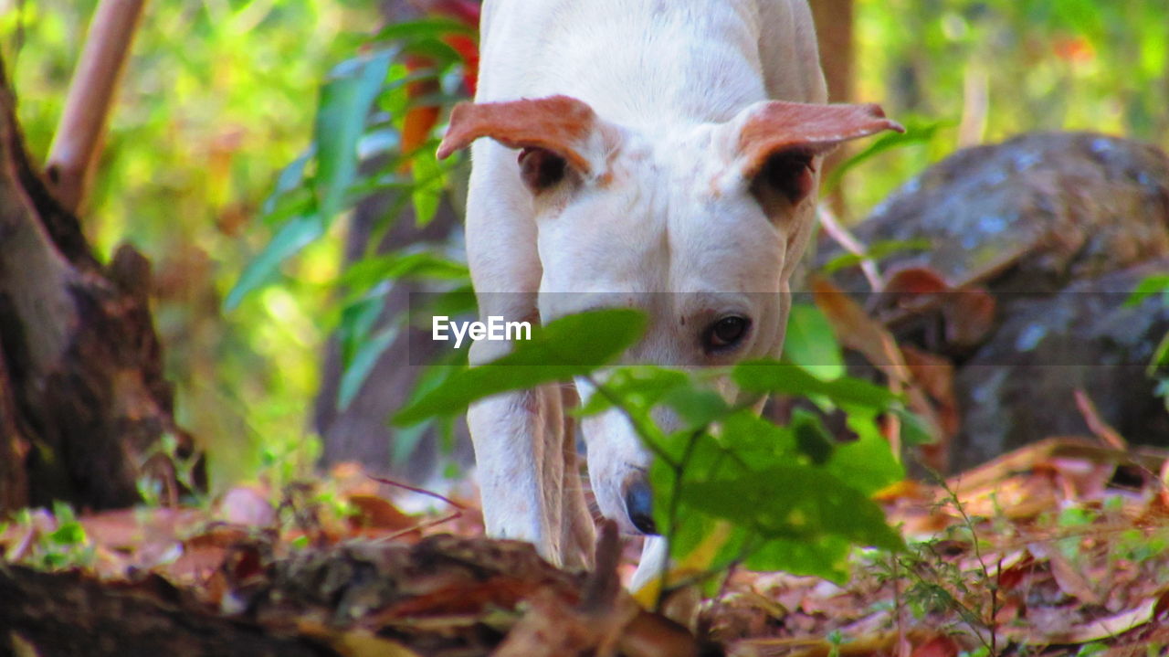 one animal, animal themes, leaf, mammal, domestic animals, nature, day, focus on foreground, outdoors, no people, close-up, looking at camera, portrait