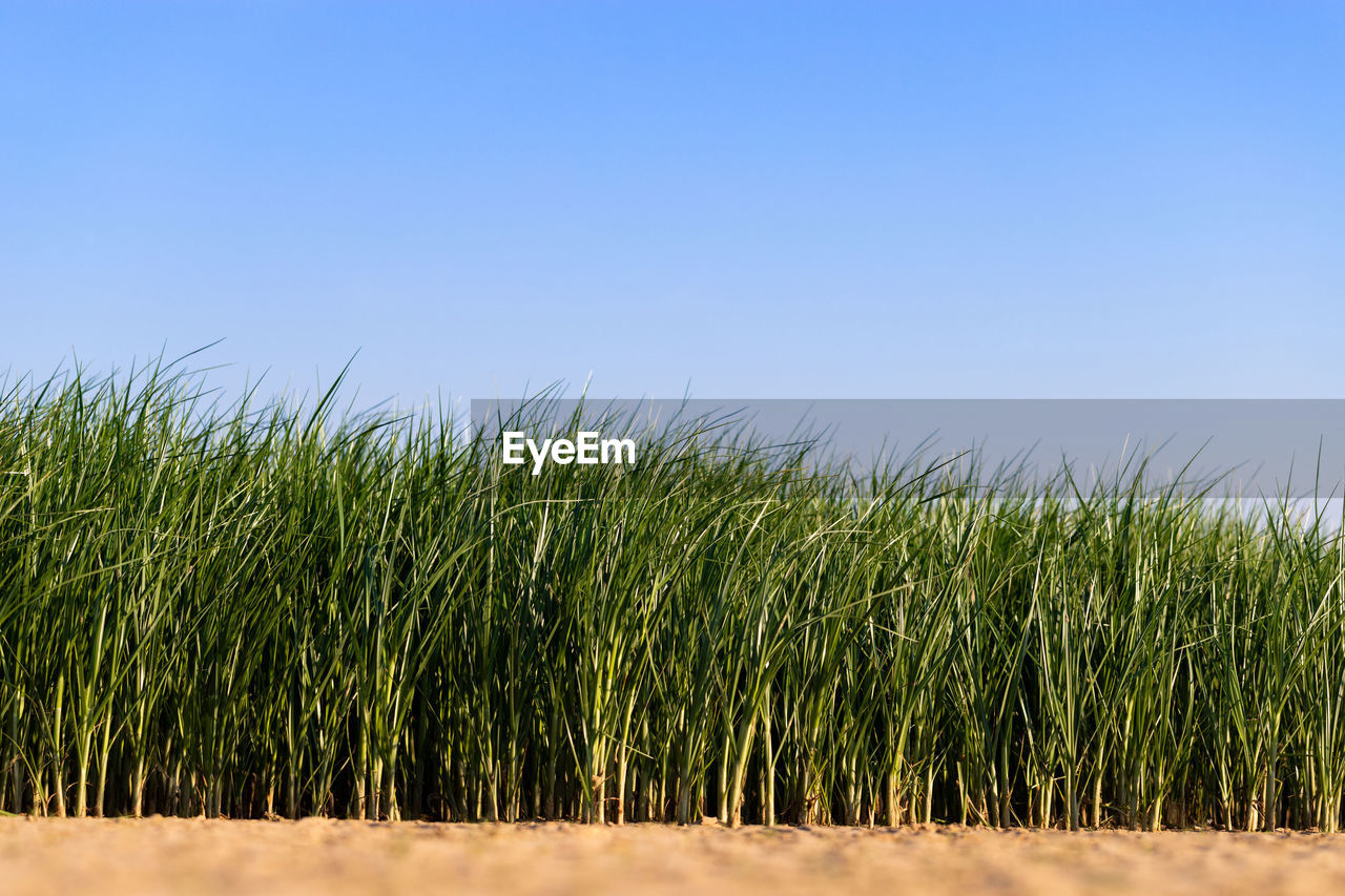 PLANTS GROWING ON FIELD AGAINST CLEAR SKY