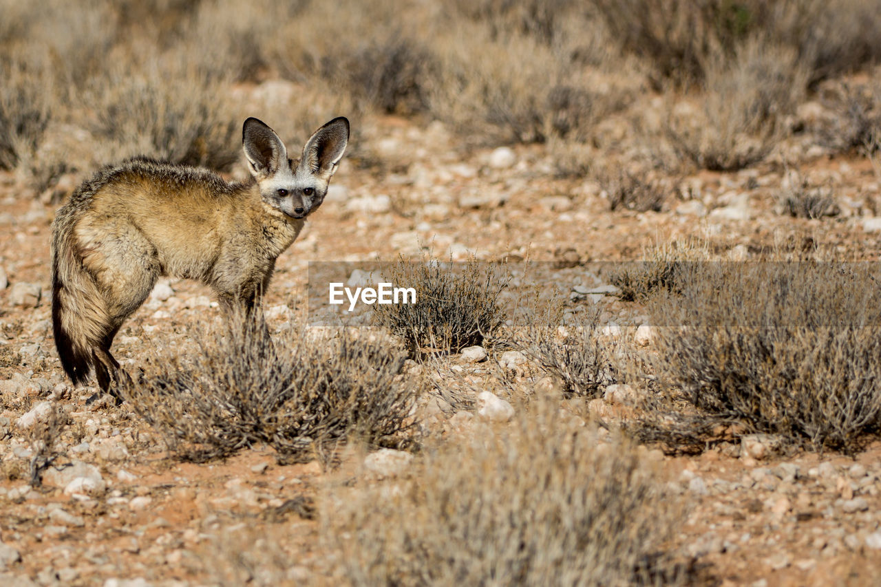 Portrait of bat-eared fox on grass