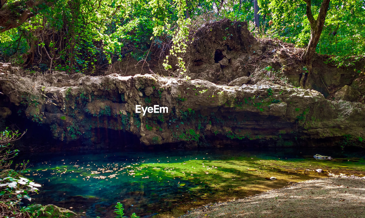 SCENIC VIEW OF RIVER IN FOREST