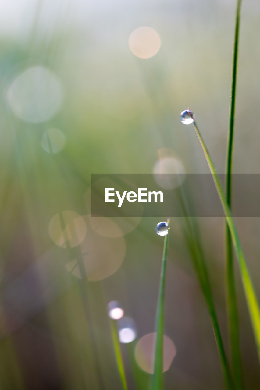 Close-up of water drops on plant