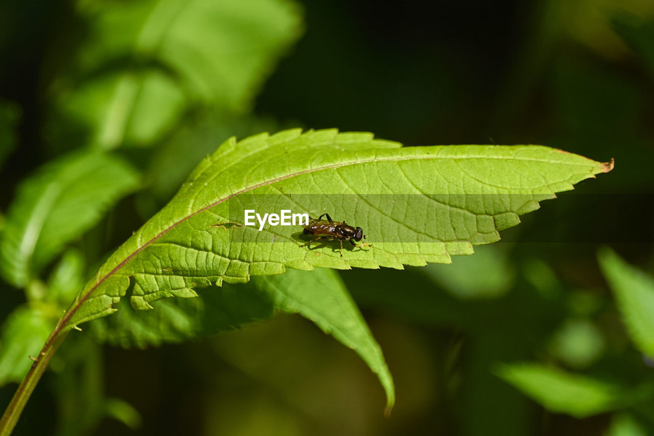 green, nature, insect, animal wildlife, animal themes, animal, plant part, leaf, wildlife, one animal, plant, close-up, macro photography, flower, no people, outdoors, beauty in nature, environment, ant, animal wing, focus on foreground, day, animal body part, grass, forest, selective focus