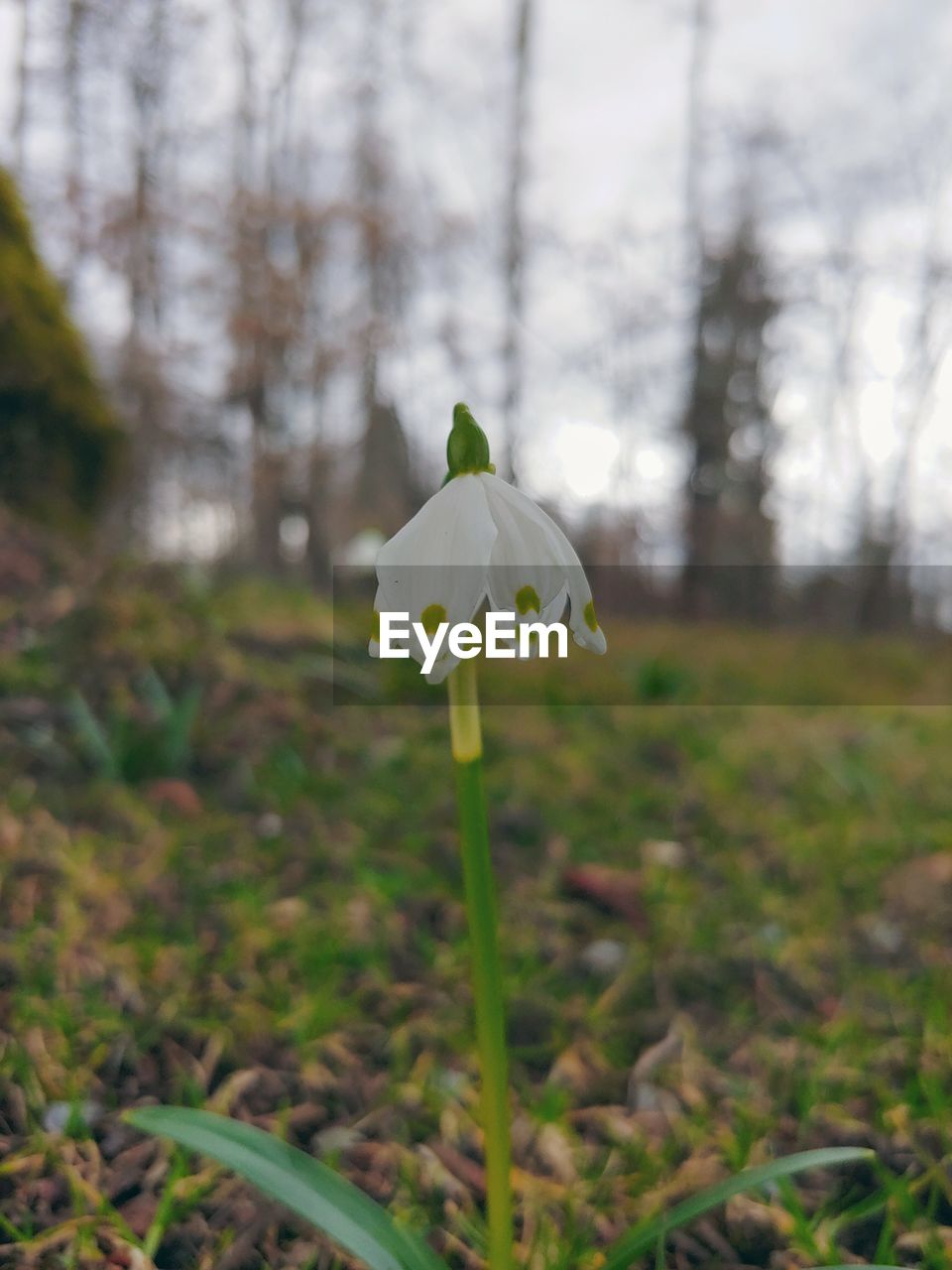 Close-up of white flowering plant on land