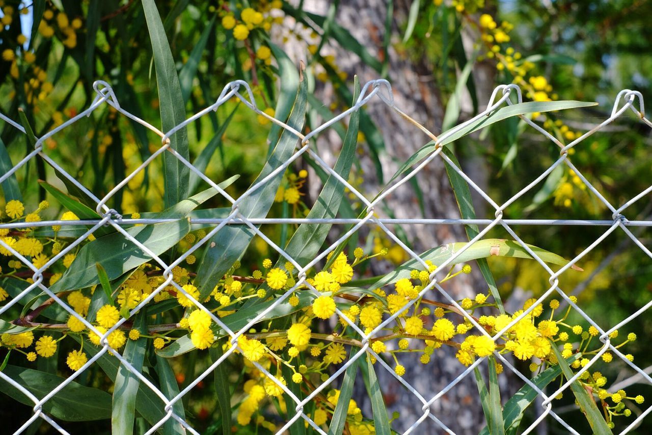 Close-up of chainlink fence