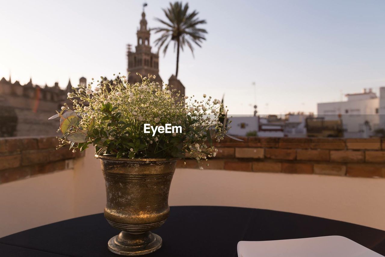 CLOSE-UP OF POTTED PLANT ON TABLE IN CITY