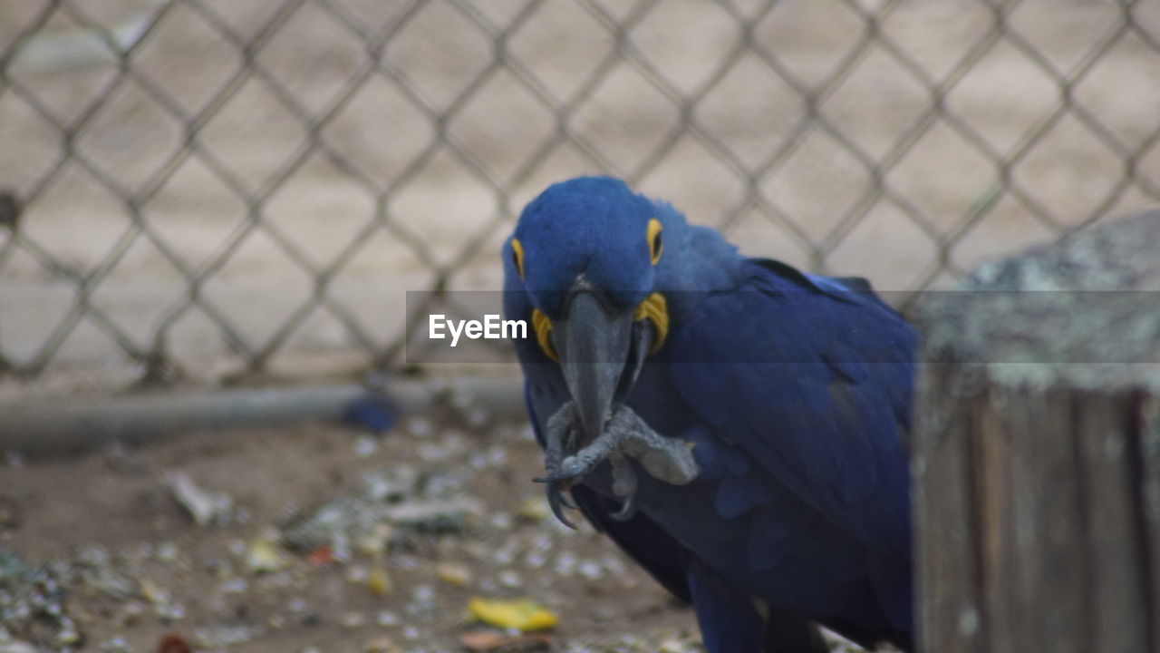CLOSE-UP OF BIRD PERCHING ON BLUE