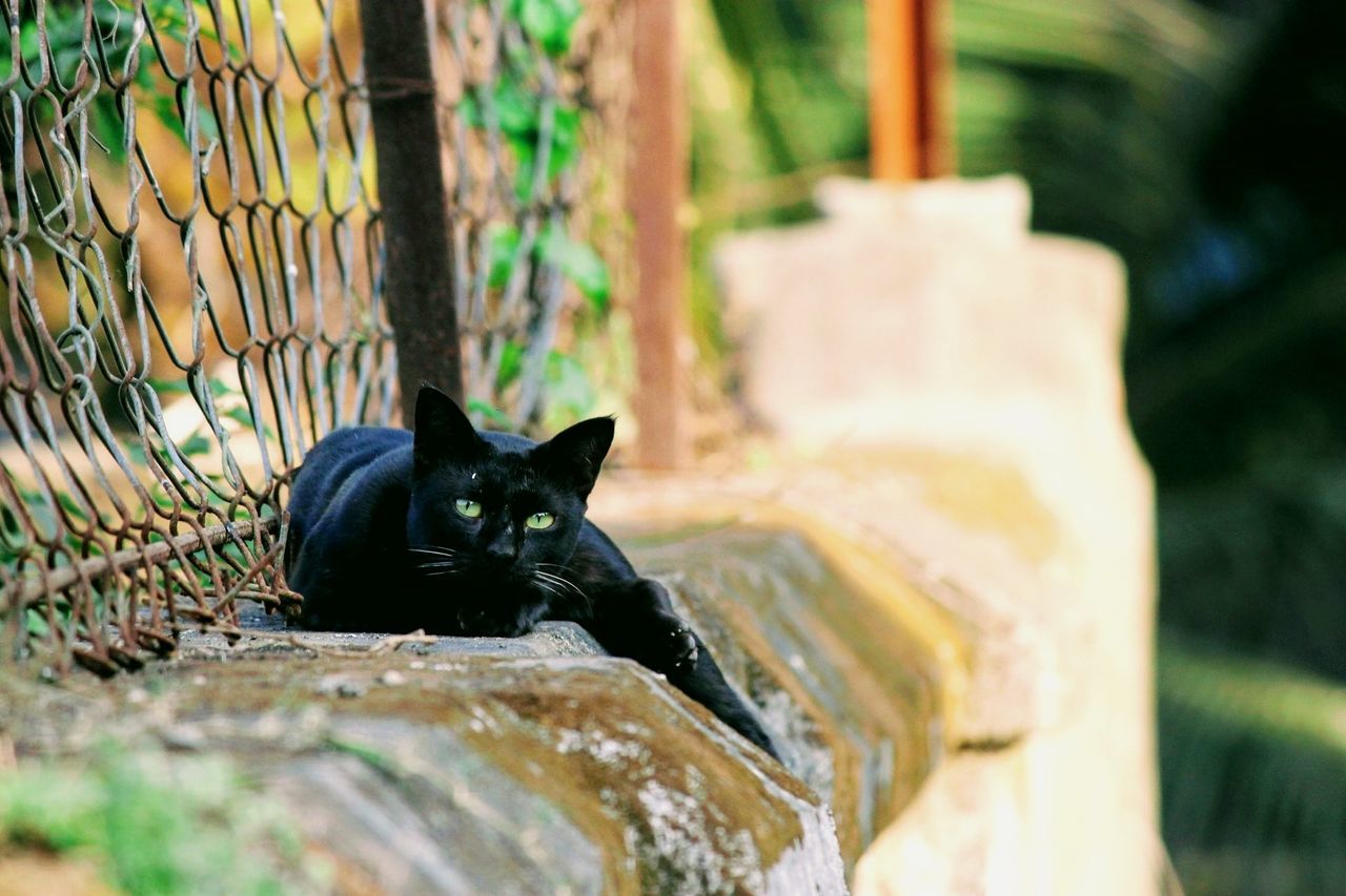 Portrait of black cat sitting on wall