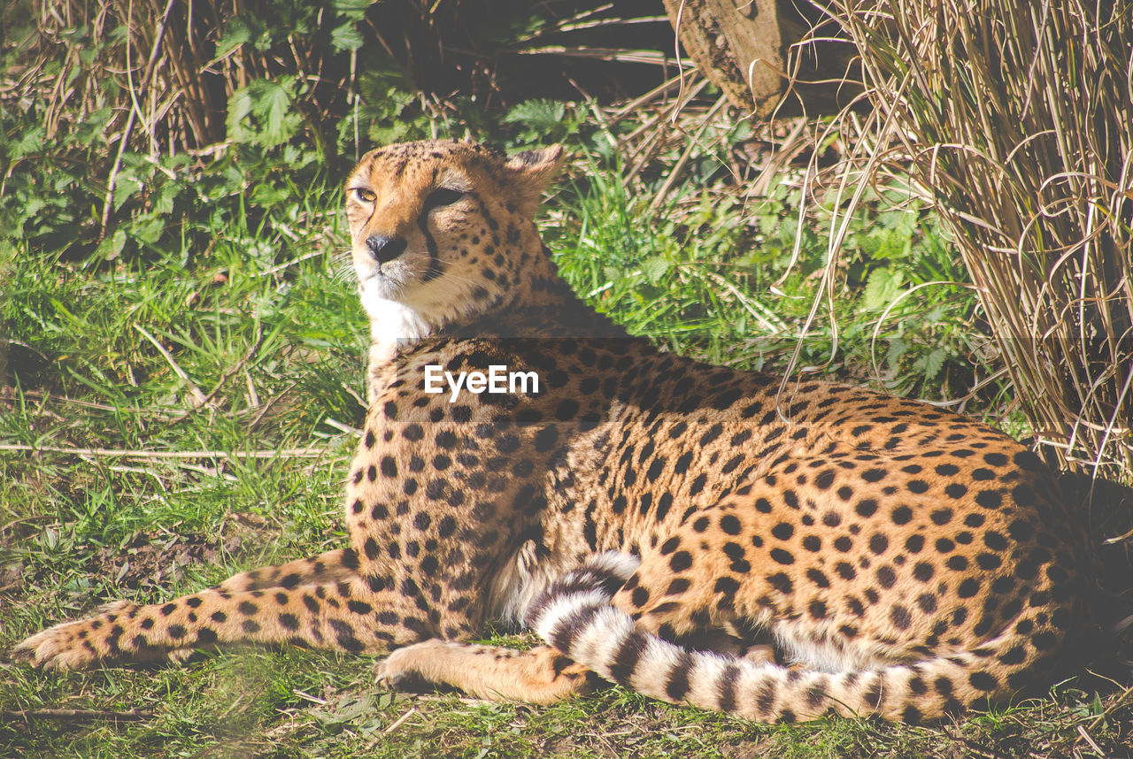 Leopard at zoo