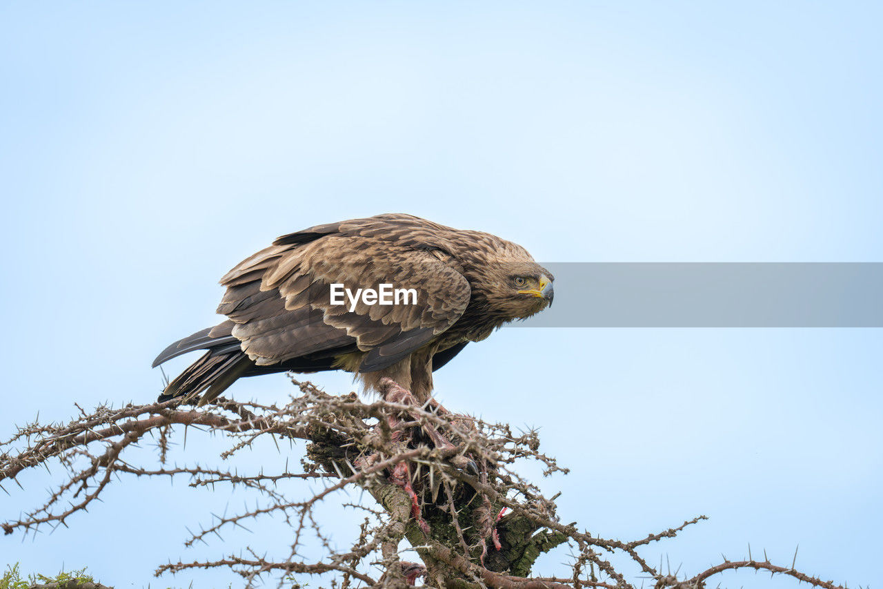 bird, animal wildlife, animal themes, animal, wildlife, bird of prey, perching, tree, sky, one animal, beak, eagle, branch, plant, nature, hawk, clear sky, no people, blue, bald eagle, full length, falcon, low angle view, outdoors, wing, sunny, copy space, day, beauty in nature, animal body part