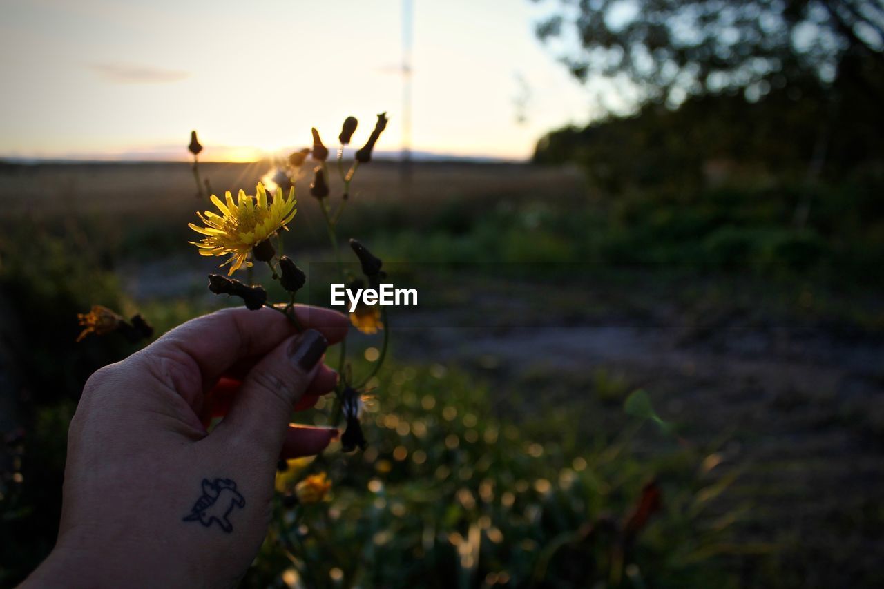 Cropped hand of woman holding flower during sunset