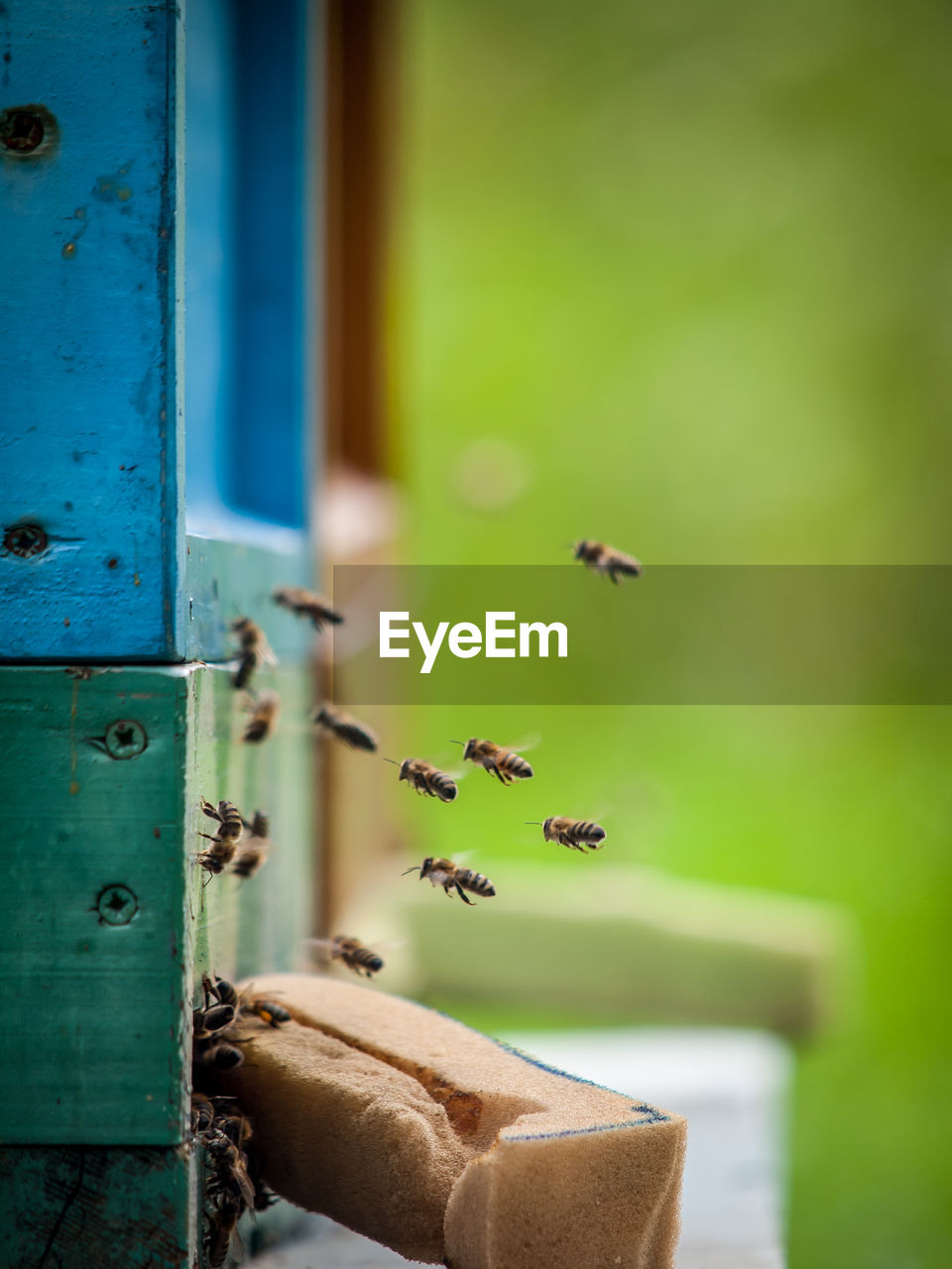 Bees flying by beehive