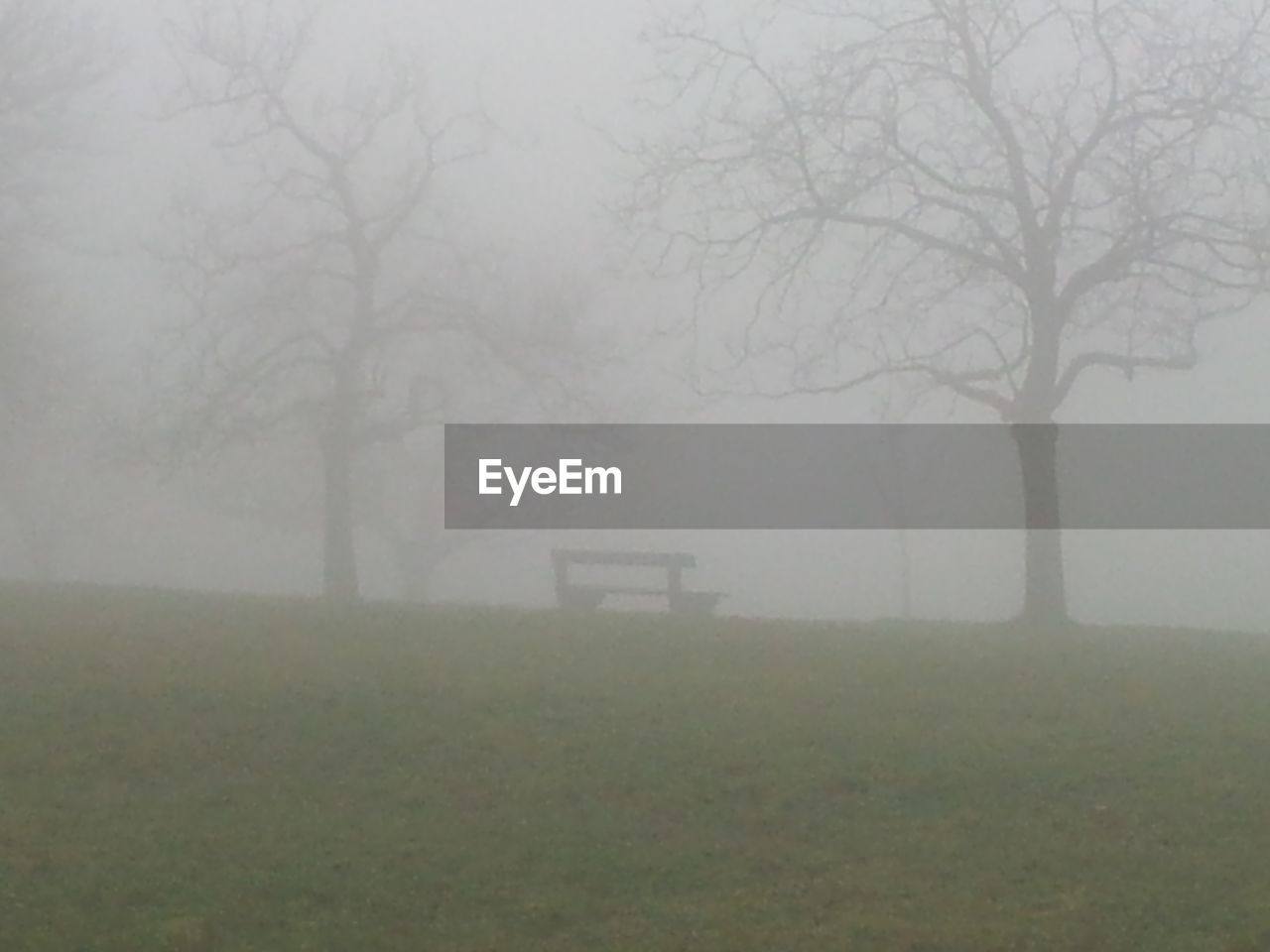 TREES IN FIELD DURING FOGGY WEATHER