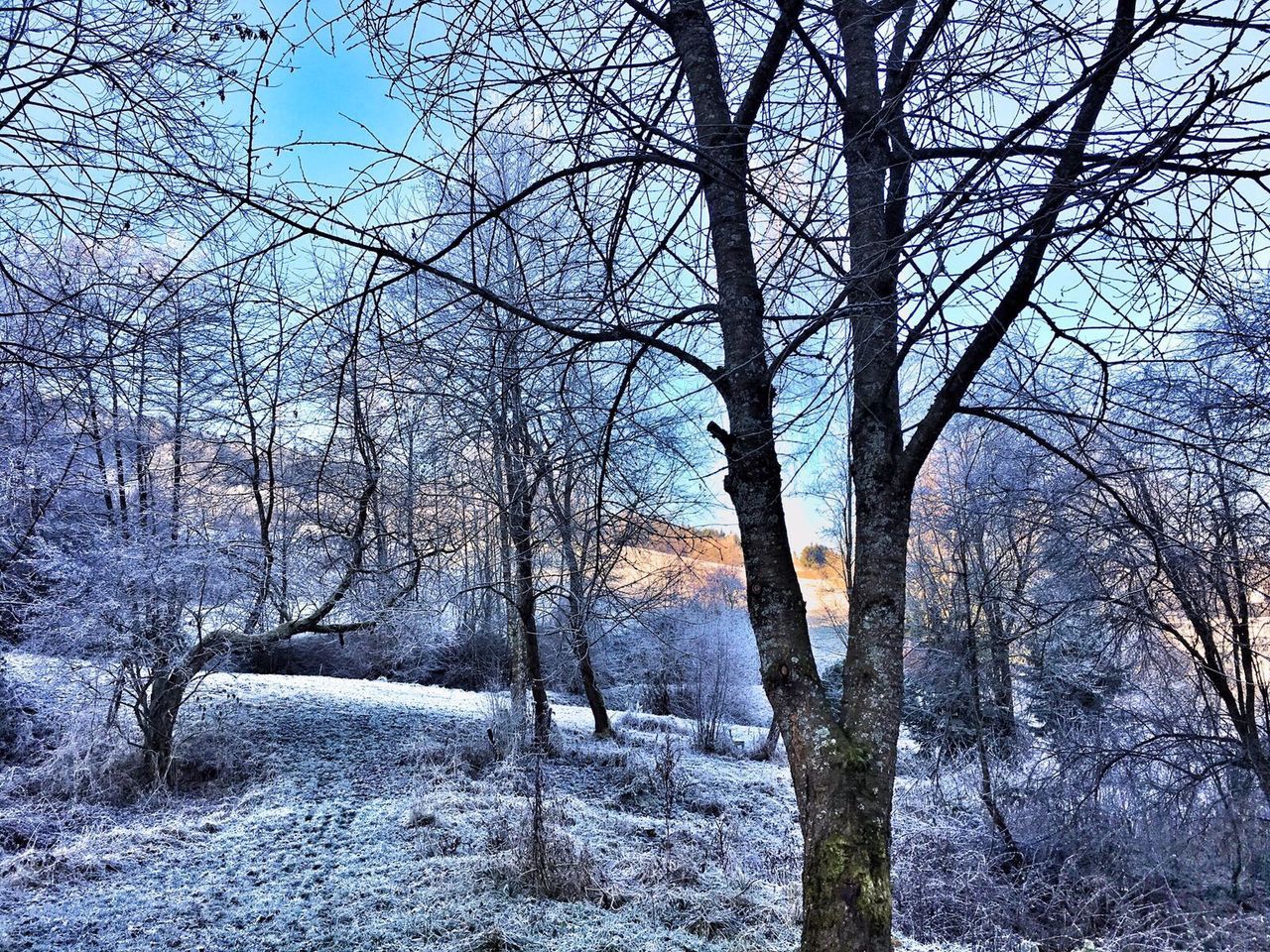 BARE TREES AGAINST SKY