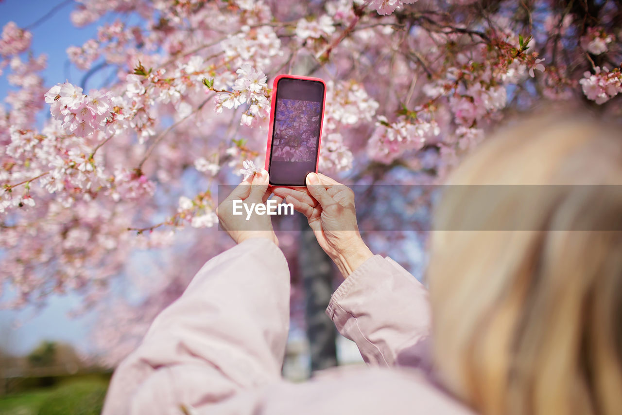 Senior woman in pink coat takes picture of blooming branch of sakura while walking in spring garden