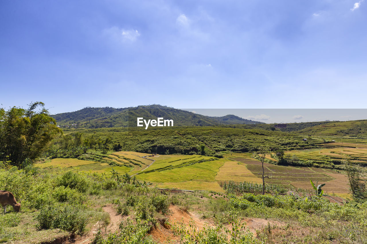 Scenic view of agricultural field against sky