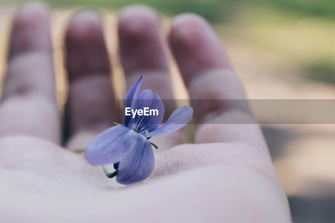 Cropped hand holding purple flower