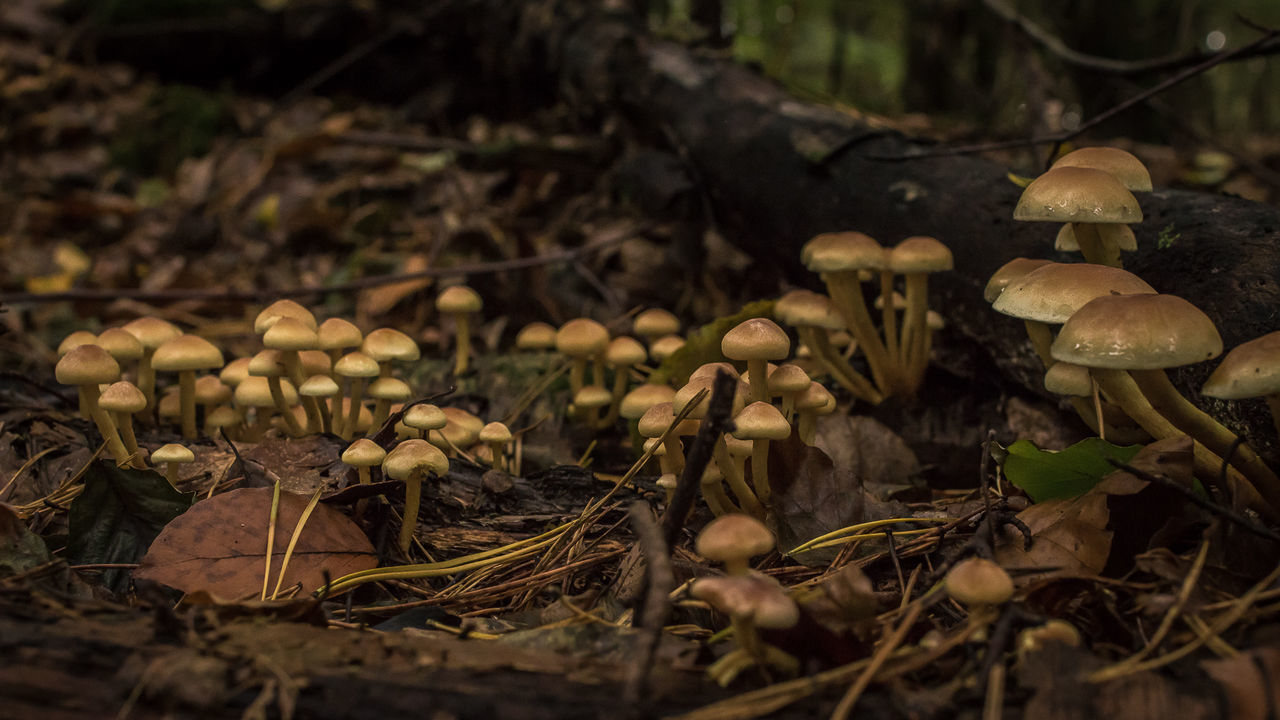 CLOSE-UP OF MUSHROOM GROWING IN FOREST