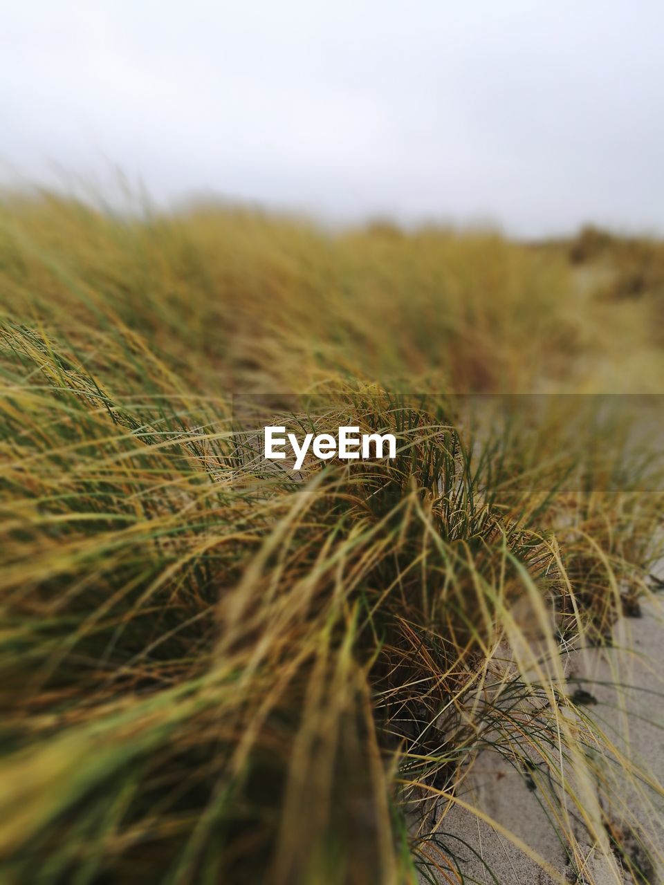 CLOSE-UP OF GRASS IN FIELD