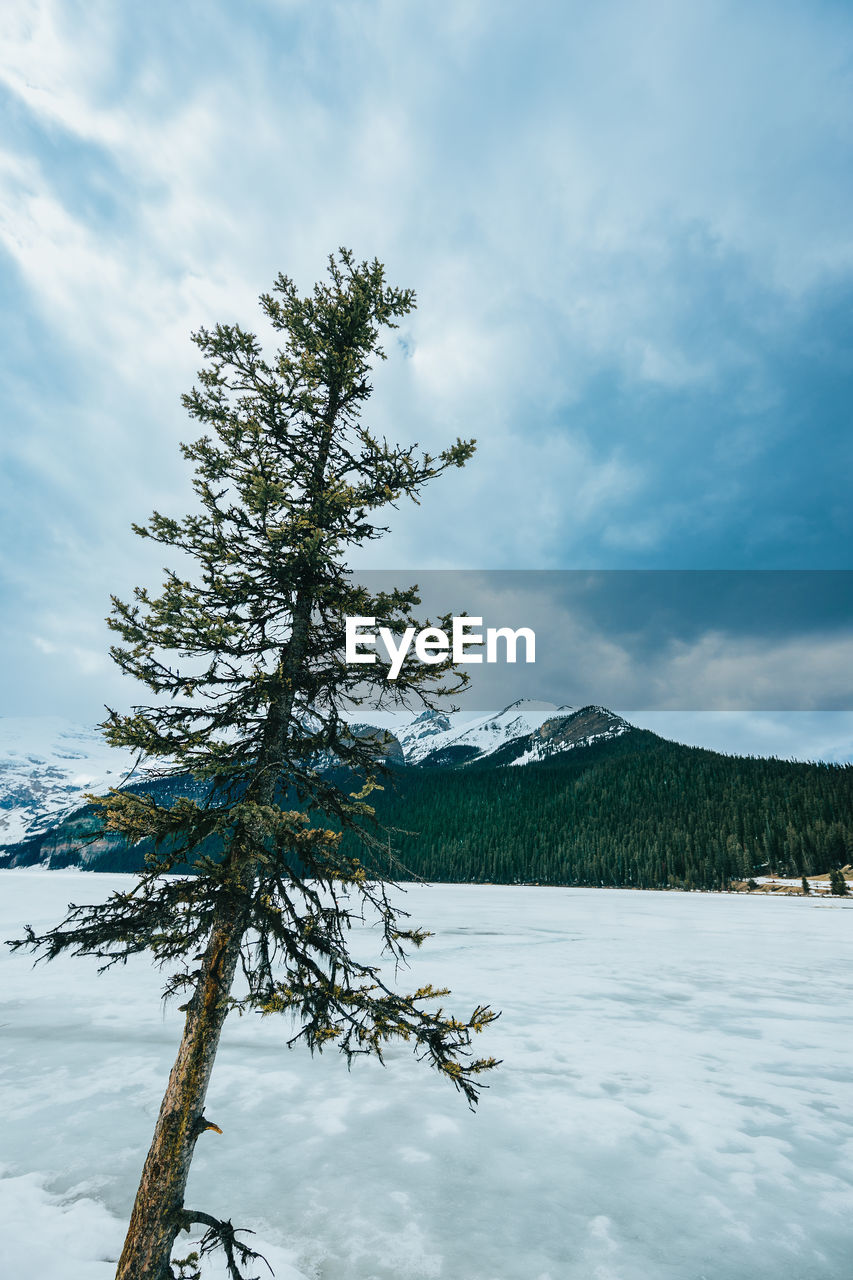 A single pine tree along the bank of lake louise with the mountain in the background.