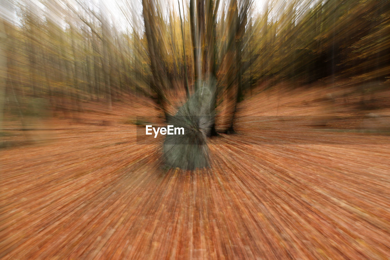 FULL FRAME SHOT OF TREE STUMP