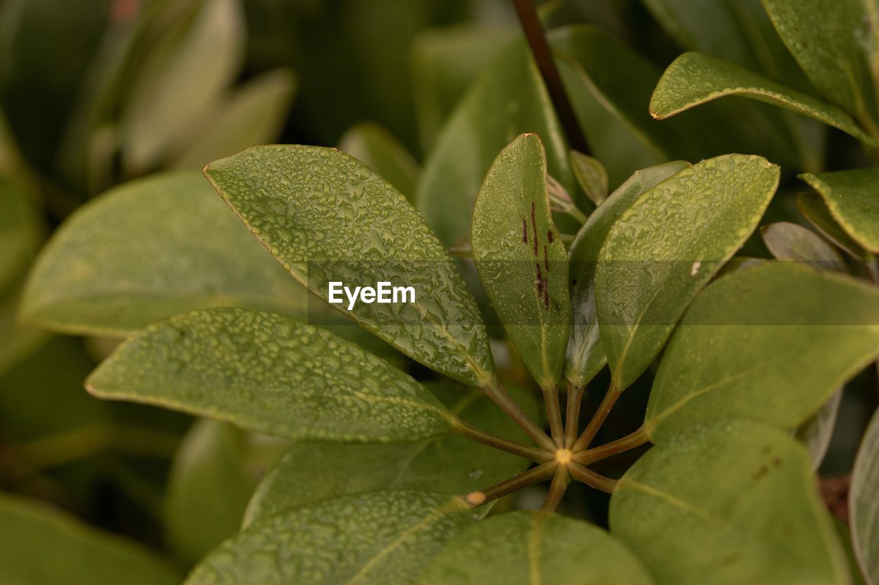 Full frame shot of plants during rainy season