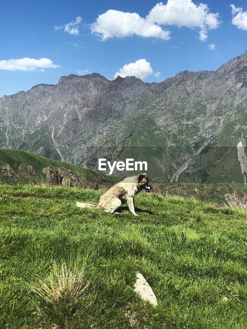 DOG IN A MOUNTAIN