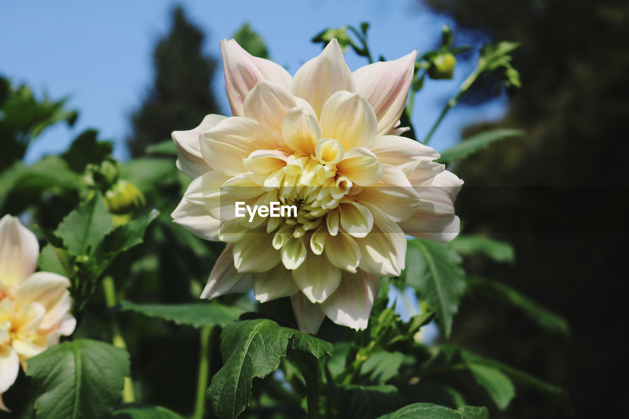 Close-up of white flowering plant