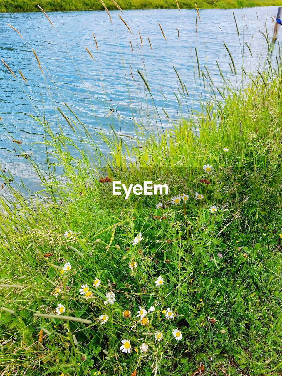 PLANTS GROWING ON LAKE