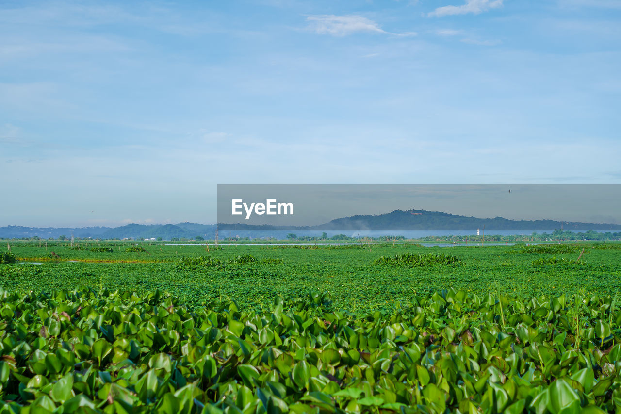 plant, field, growth, landscape, agriculture, land, sky, beauty in nature, environment, green, nature, scenics - nature, rural scene, crop, tranquility, cloud, plantation, no people, grassland, tranquil scene, plain, farm, rural area, day, freshness, soil, food, flower, outdoors, food and drink, meadow, vegetable, horizon, grass, paddy field, idyllic