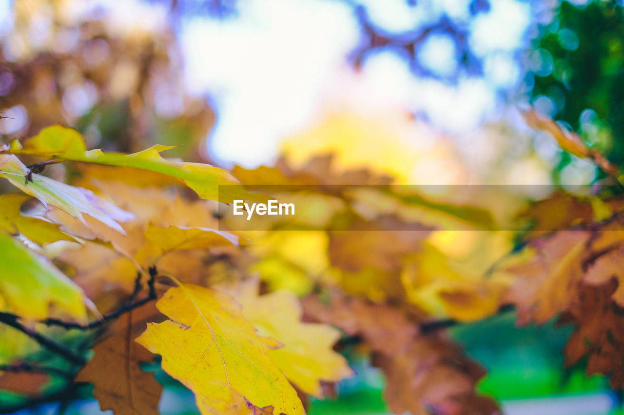 Close-up of maple leaves