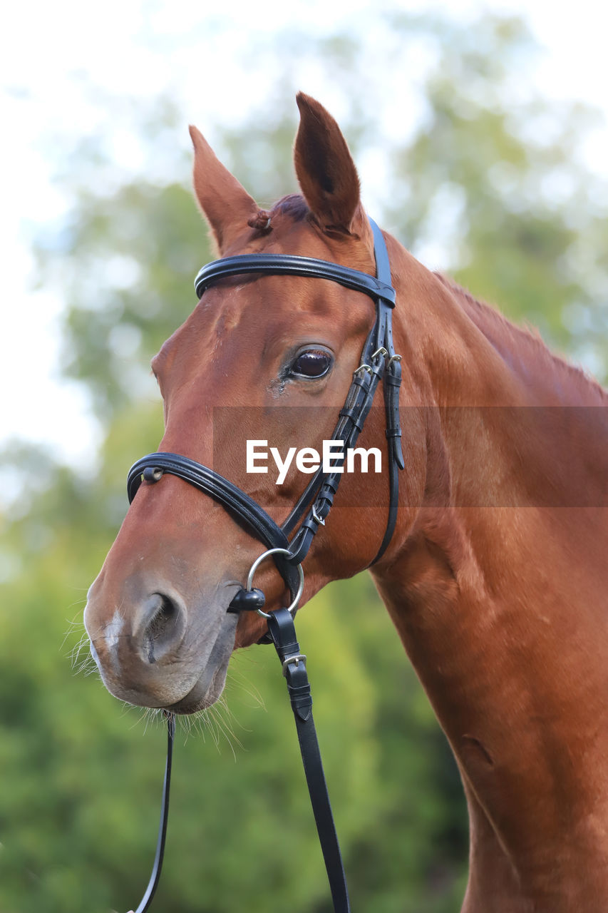 CLOSE-UP OF A HORSE IN THE RANCH