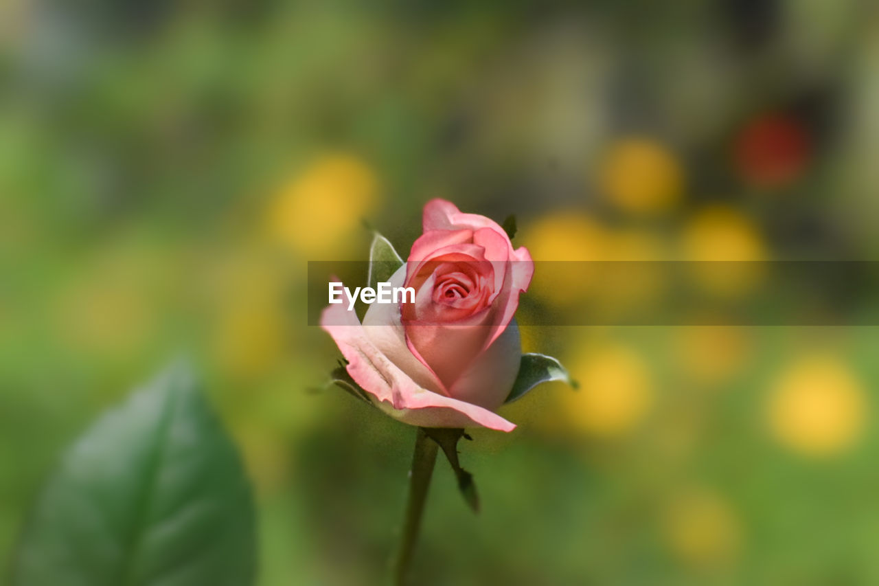 flower, flowering plant, plant, beauty in nature, freshness, petal, rose, fragility, pink, flower head, close-up, inflorescence, nature, macro photography, focus on foreground, no people, plant part, leaf, growth, rose - flower, outdoors, rose wine, springtime, blossom, garden roses, day, selective focus