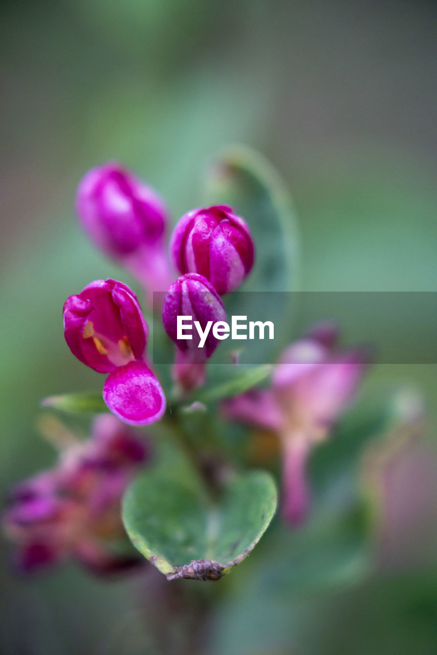 CLOSE-UP OF PINK FLOWER