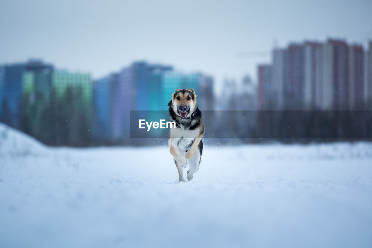 DOG RUNNING IN WINTER