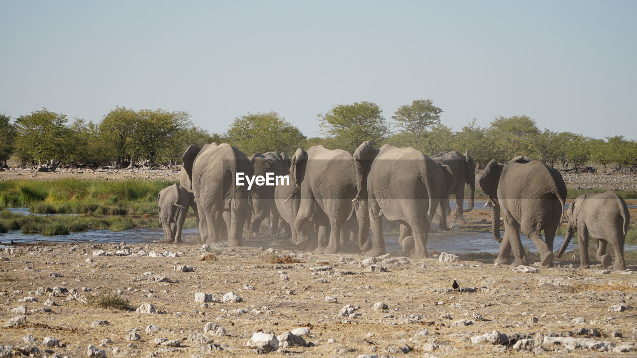 ELEPHANT IN A FIELD AGAINST SKY