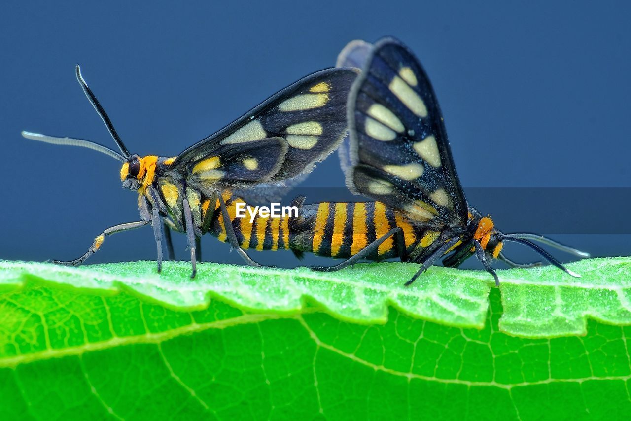 animal, animal themes, insect, animal wildlife, one animal, wildlife, nature, animal wing, plant part, leaf, close-up, beauty in nature, animal body part, butterfly, moths and butterflies, macro, green, macro photography, no people, plant, yellow, animal antenna, outdoors, magnification, extreme close-up, day