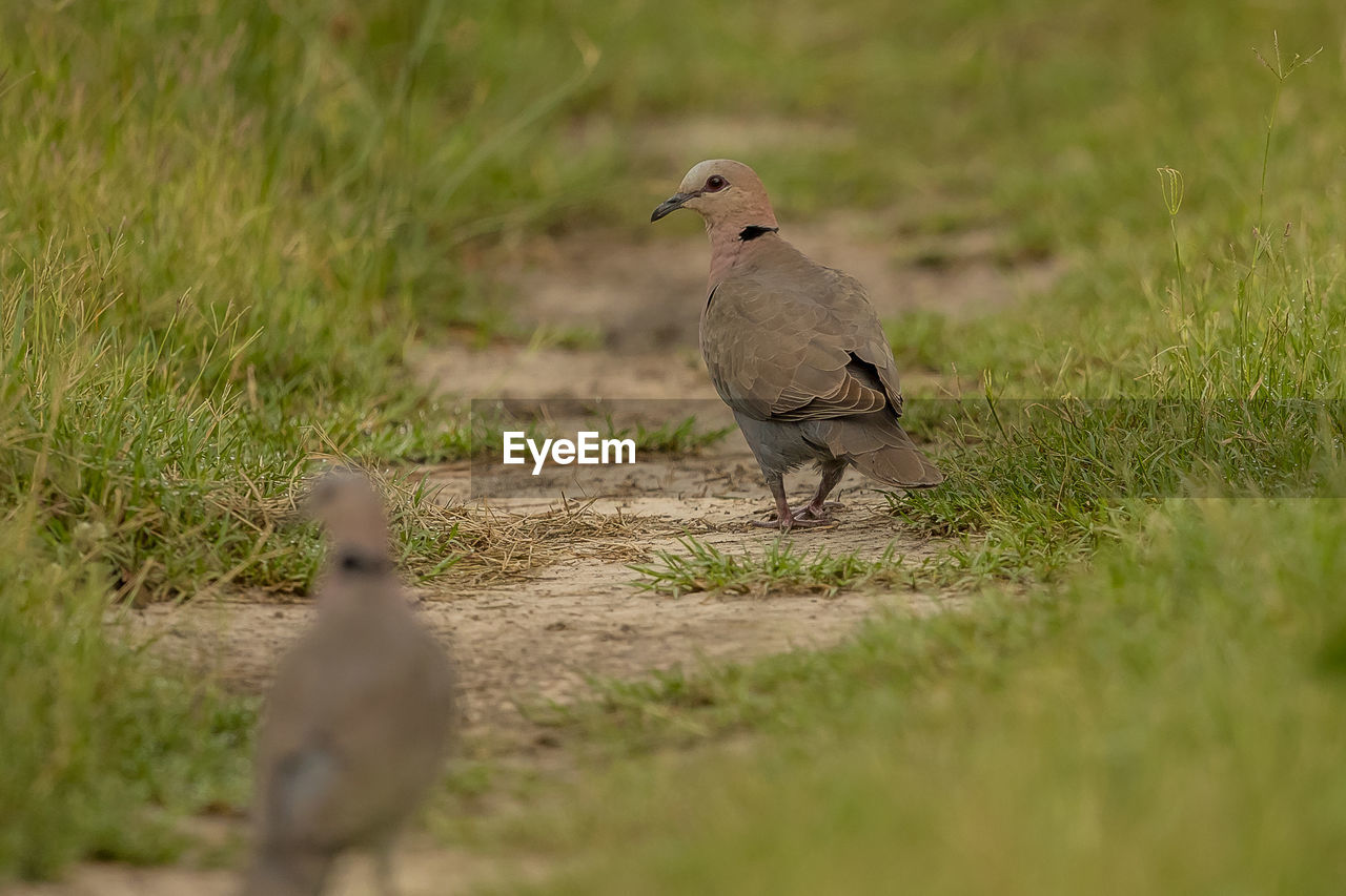 Birds on land