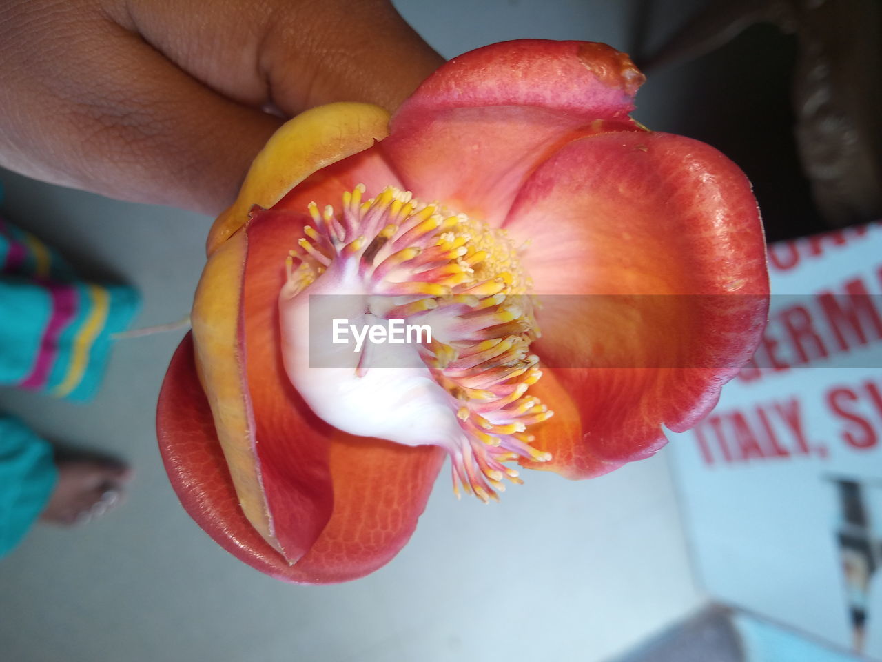 CLOSE-UP OF HAND HOLDING RED ROSE FLOWER IN POT