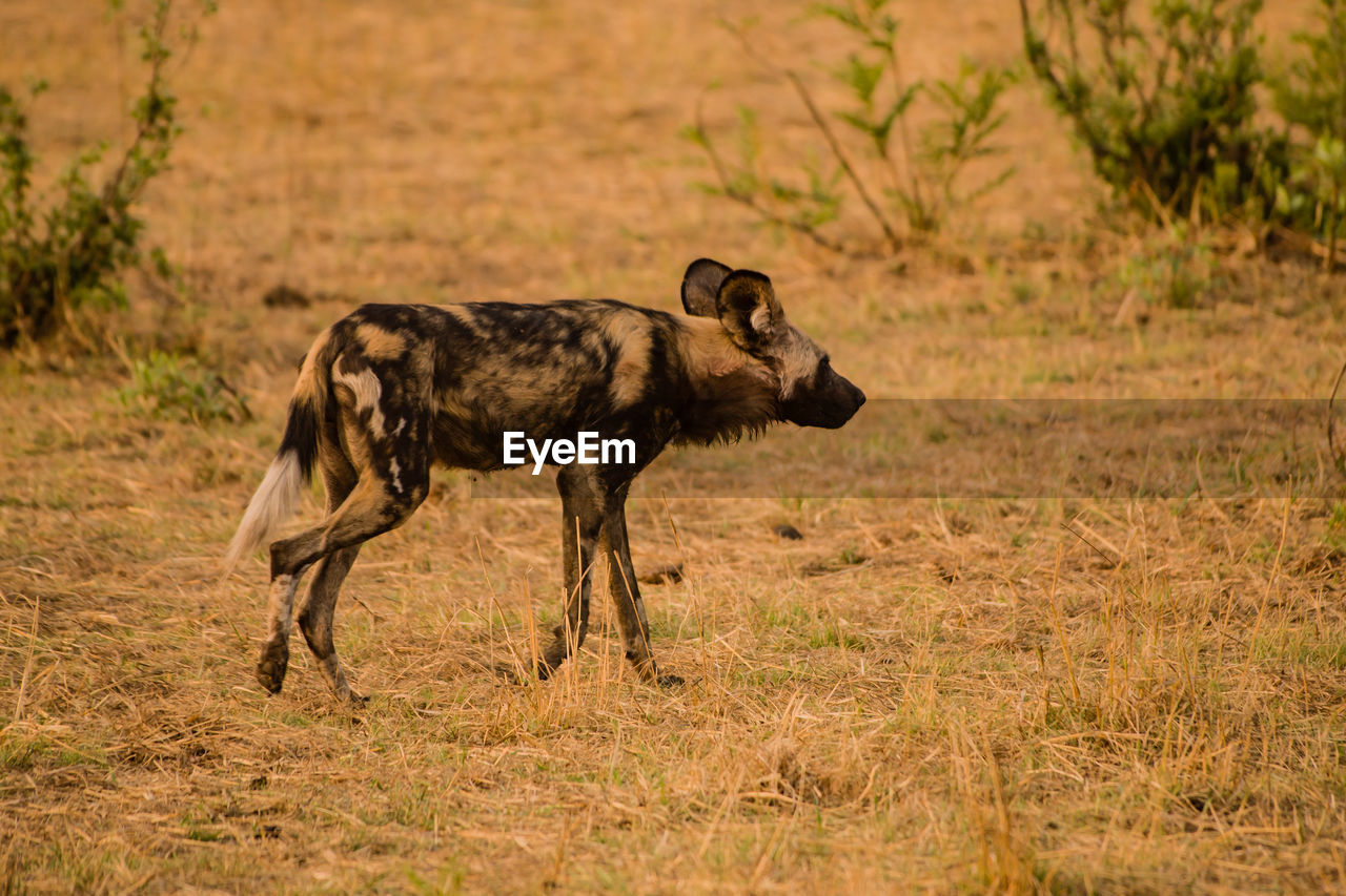 Hyena walking on field