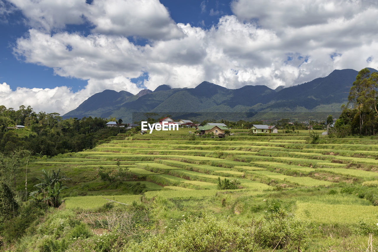 Scenic view of agricultural field against sky