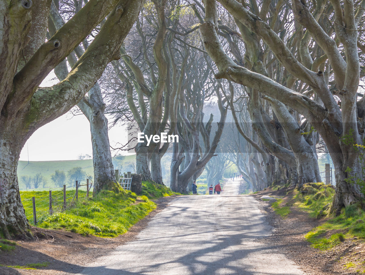 Road amidst trees