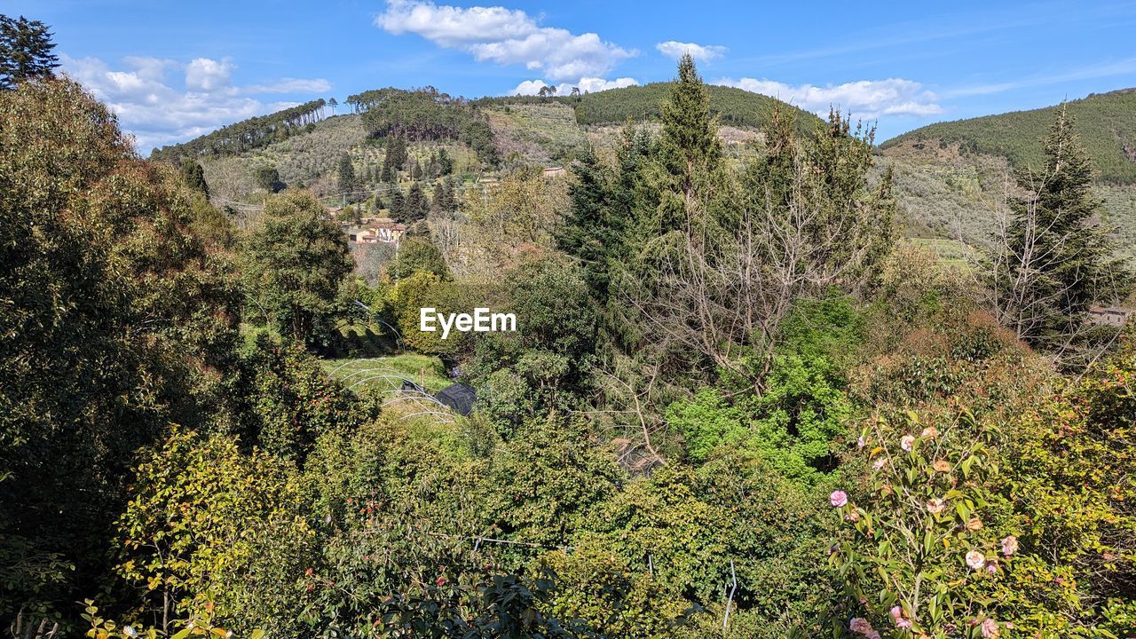 plant, tree, mountain, wilderness, beauty in nature, sky, nature, scenics - nature, autumn, environment, landscape, land, forest, flower, pine tree, trail, growth, pinaceae, coniferous tree, vegetation, no people, meadow, tranquility, mountain range, ridge, woodland, leaf, non-urban scene, natural environment, pine woodland, travel destinations, travel, outdoors, green, day, tranquil scene, cloud, tourism, walking, park, sunlight, blue, valley, sunny