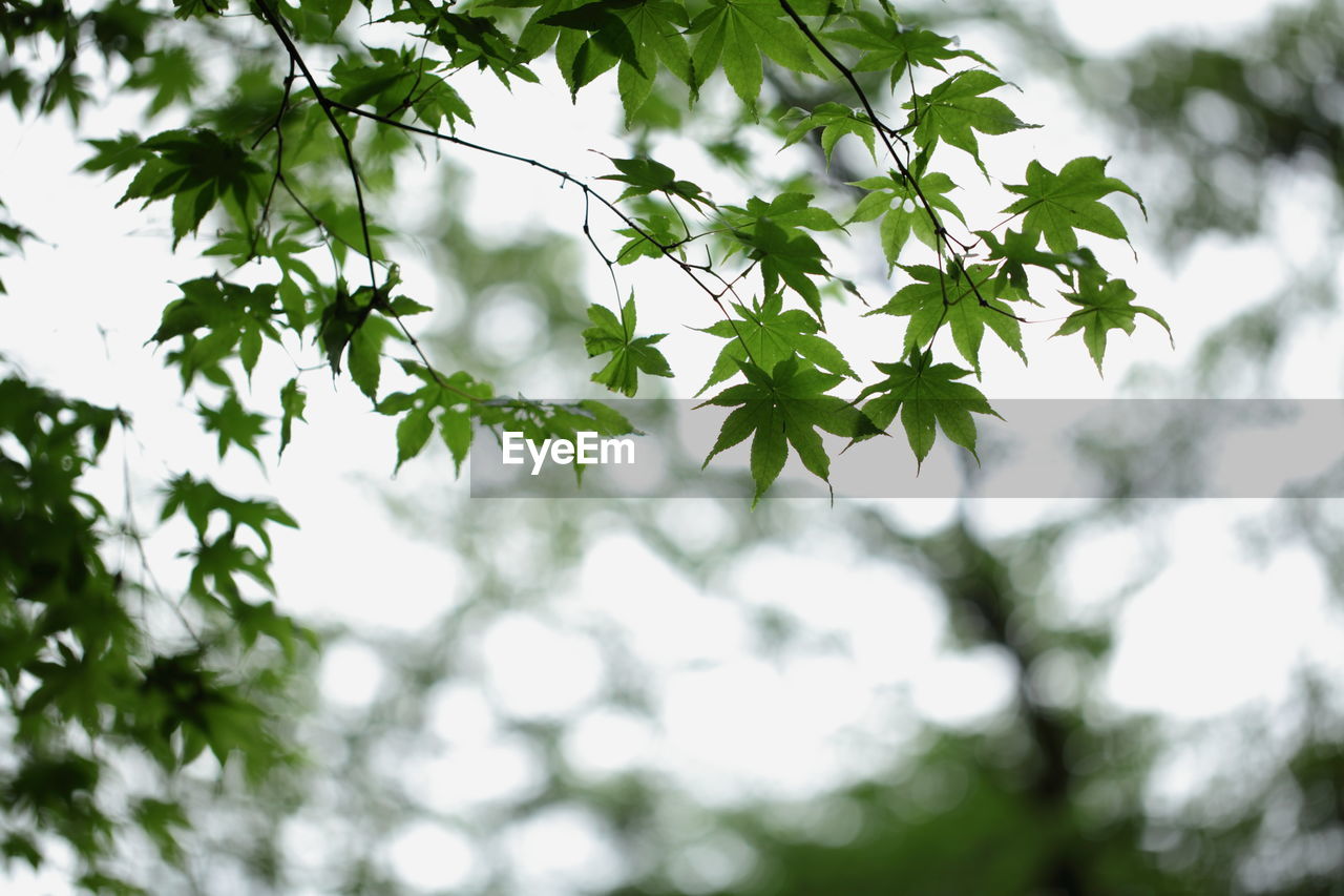 Low angle view of leaves on tree