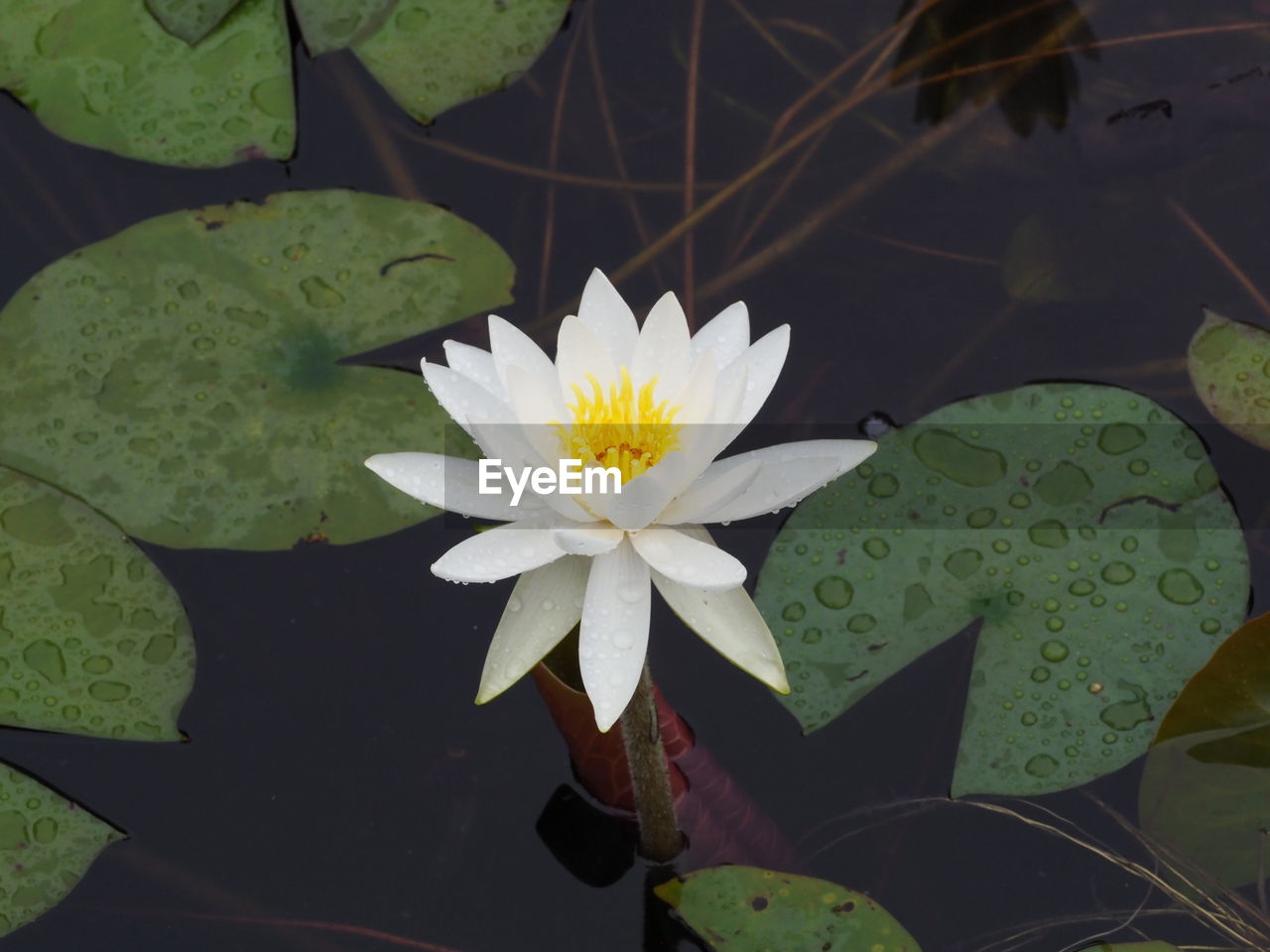 CLOSE-UP OF LOTUS WATER LILY ON LEAVES